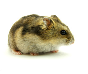hamster isolated on a white background