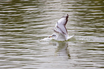 Black-Headed Gull Touching Down