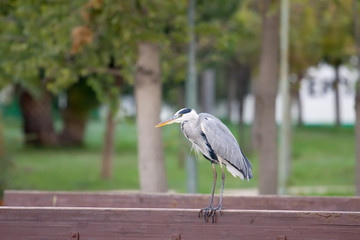 Grey Heron On The Rail
