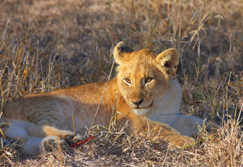 Lion cub (panthera leo) close-up