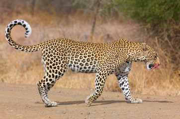 Obraz premium Leopard walking on the road
