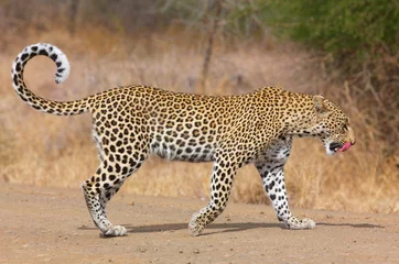 Fotobehang Leopard walking on the road © Hedrus