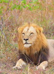 Lion (panthera leo) close-up
