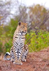 Leopard resting in savannah