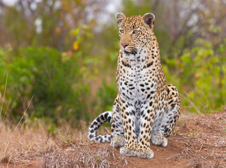 Leopard sitting in savannah