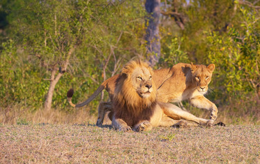 Lion (panthera leo) and lioness