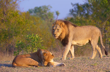 Fototapeta na wymiar Lew (Panthera leo) i lwica