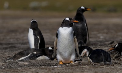 Fototapeta na wymiar Penguins Gentoo na straży
