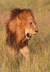 Plakat Lew (Panthera leo) w Savannah