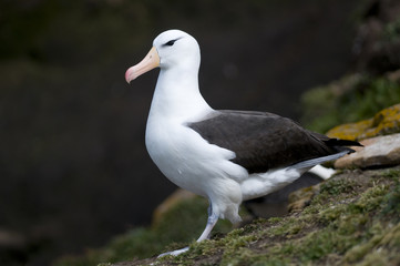 Fototapeta premium Black-browed Albatross - Adult