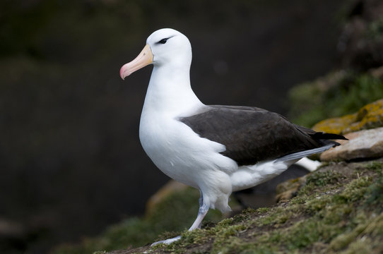 Black-browed Albatross - Adult