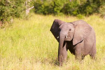 Small elephant calf in savannah