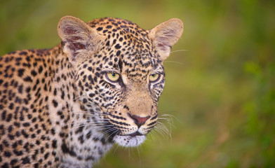 Fototapeta na wymiar Leopard stojących w Savannah