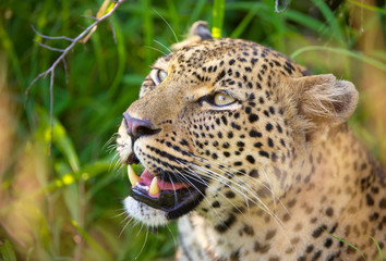 Fototapeta na wymiar Leopard resting in savannah