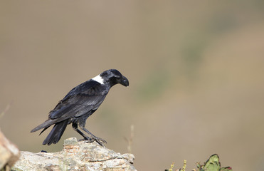 White-necked Raven