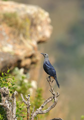 Red-winged Starling