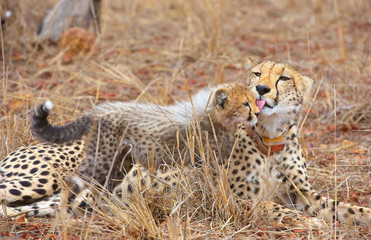 Cheetah (Acinonyx jubatus) cub