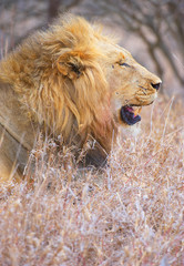 Lion (panthera leo) in savannah