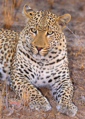 Fototapeta na wymiar Leopard leżącego w sawanny