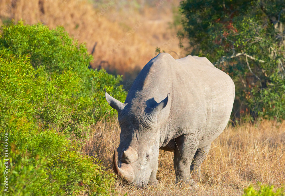 Sticker Large white rhinoceros