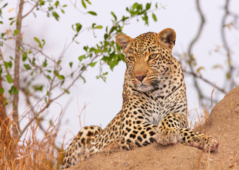 Leopard resting in savannah