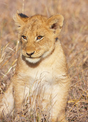 Lion cub (panthera leo) close-up