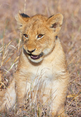 Lion cub (panthera leo) close-up