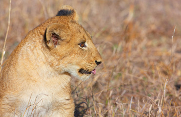 Lion cub (panthera leo) close-up