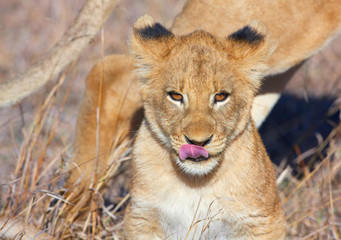Obraz na płótnie Canvas Lion cub (panthera leo) close-up
