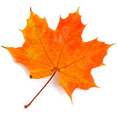 Maple leaf