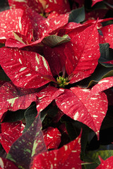 Poinsettia