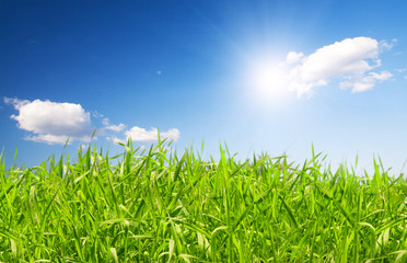 Fototapeta premium beautiful green grass under blue sky with sun