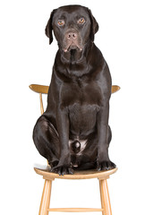 Chocolate Labrador Sat on a Chair