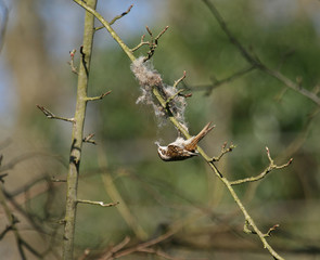 Treecreeper gathering nesting material