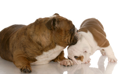 Obraz premium puppy love - bulldog mother nurturing seven week old puppy
