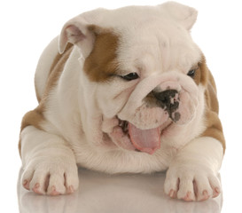 Obraz premium english bulldog puppy with cute expression - eight weeks old