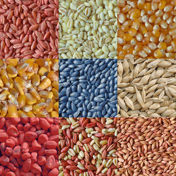 m&eacute;lange de graines