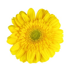 Closeup of yellow Gerbera flower on white background