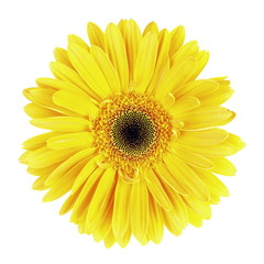 Closeup of yellow Gerbera flower on white background