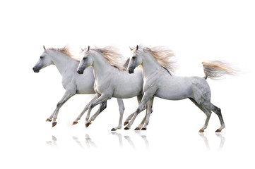 Fototapeta na wymiar trzy białe koni arabskich na białym