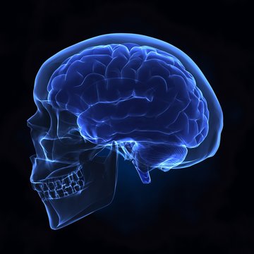 Left x-ray view of human skull and brain