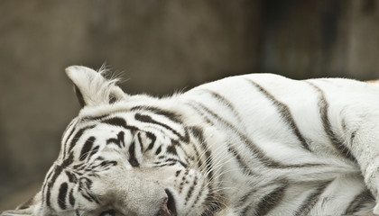 White tiger