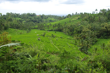 Rizières en colline à Bali
