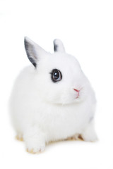 l beautiful rabbit