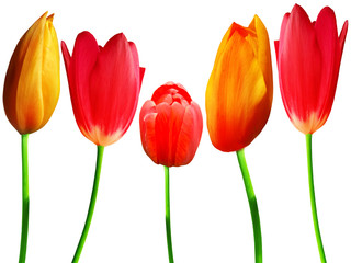 Flowers  tulips