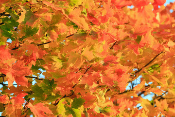 Red autumn maple foliage