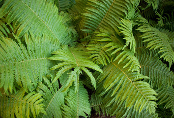 Fern