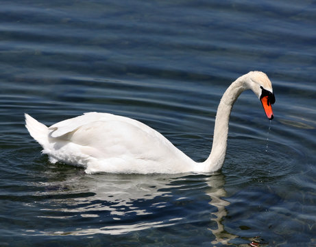 Cigno Sul Lago