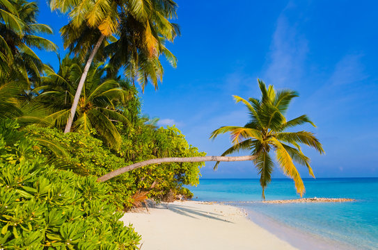 Bending Palm Tree On Tropical Beach