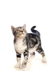 KItten on white background